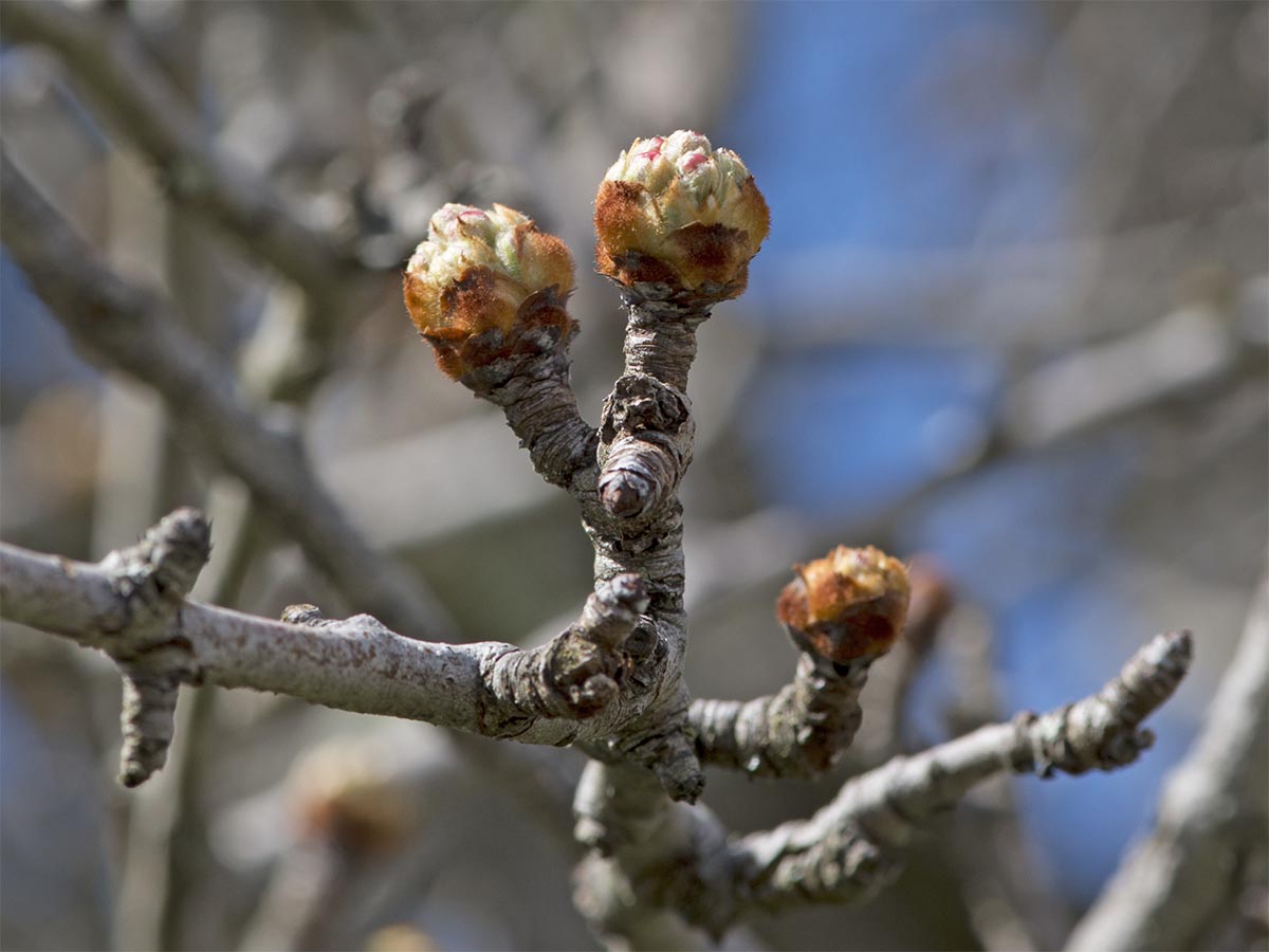 Knospen